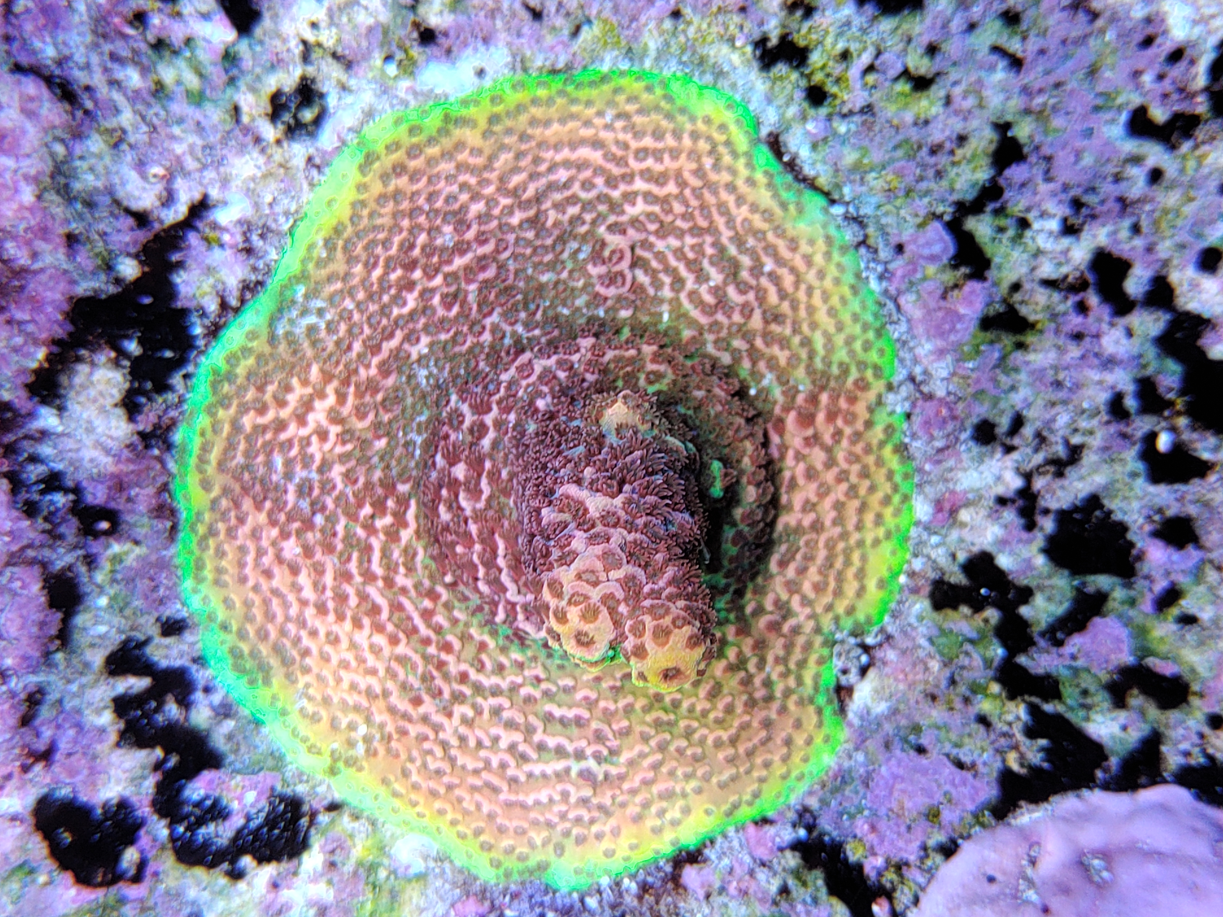 SPS reef tank, wide view