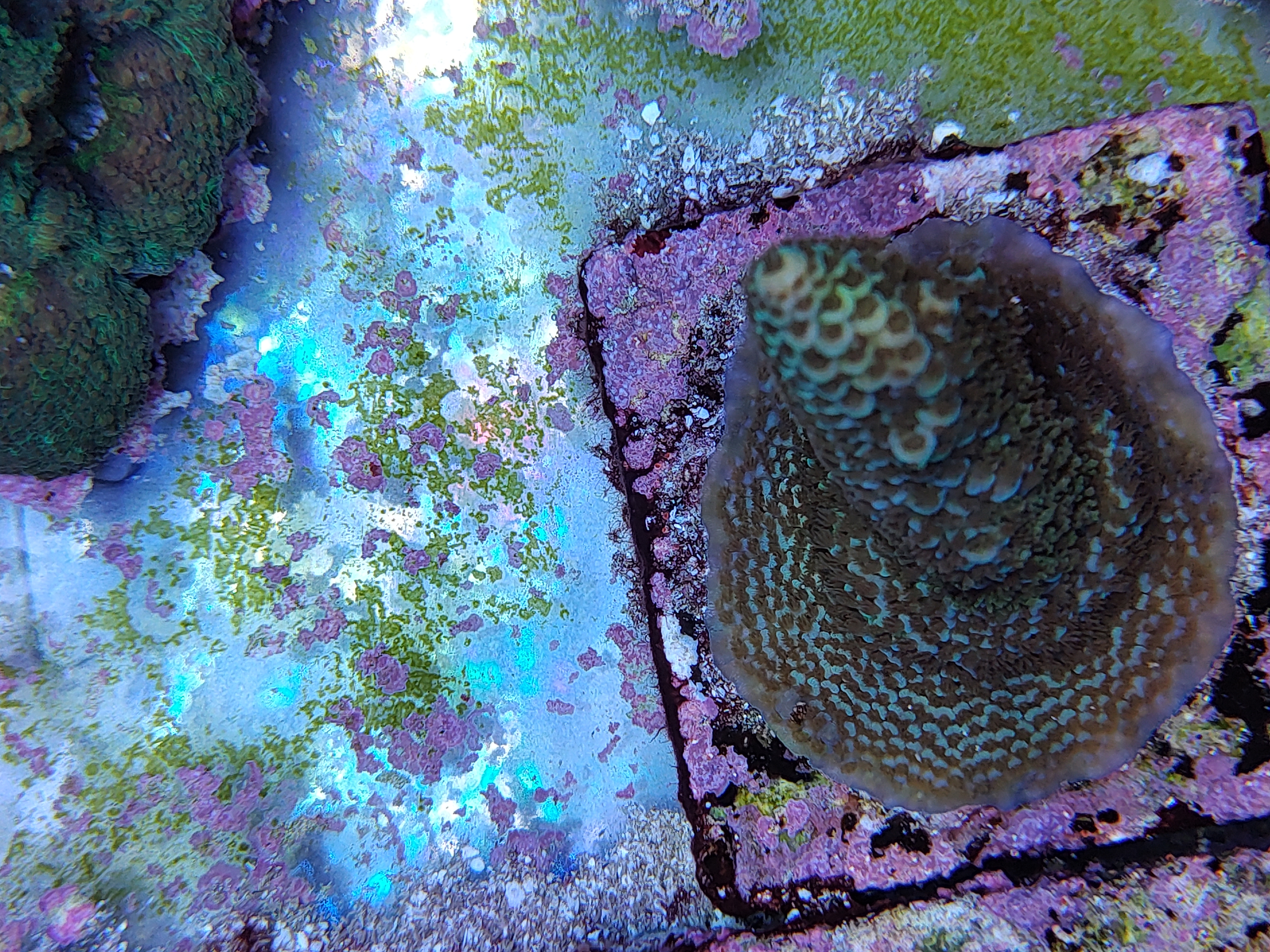 SPS reef tank, coral colony