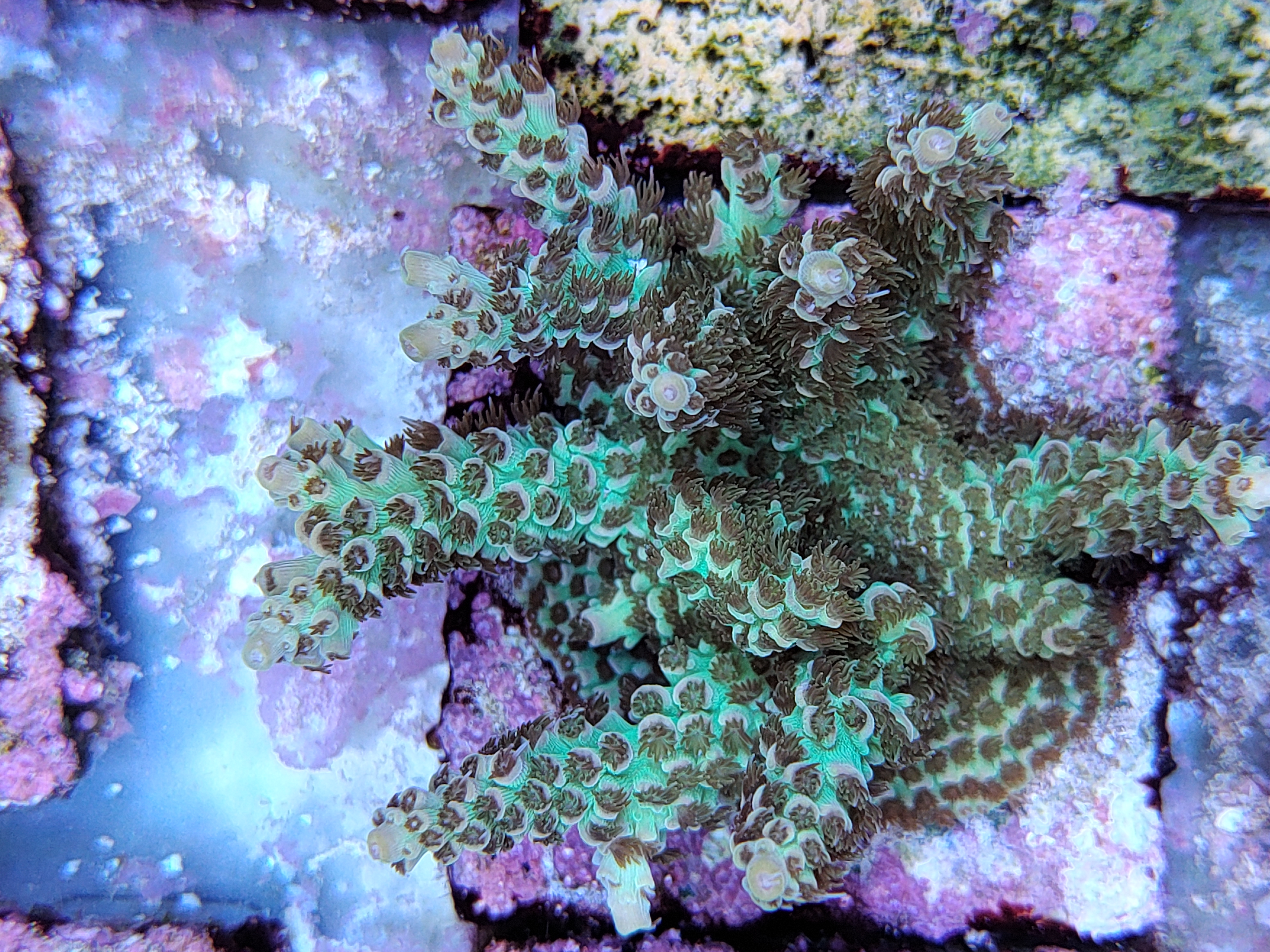 SPS reef tank, coral colony